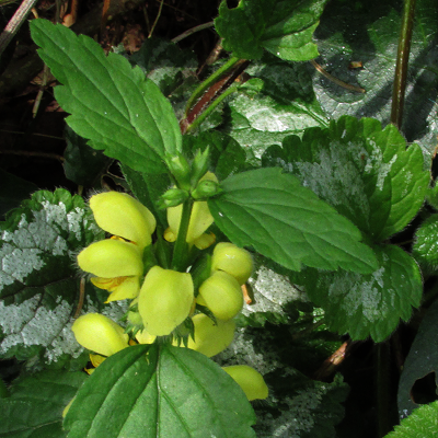 Yellow Archangel