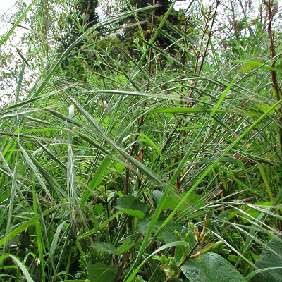 Barren Brome