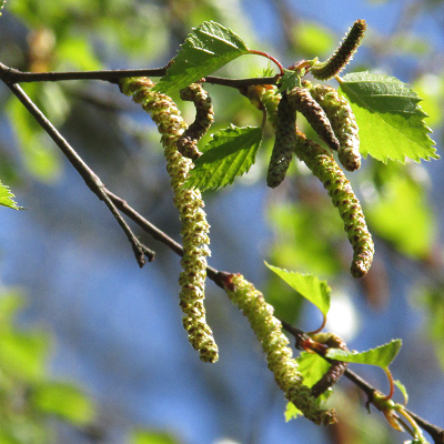 Birch