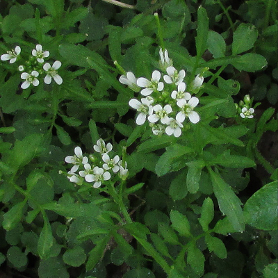 Bittercress