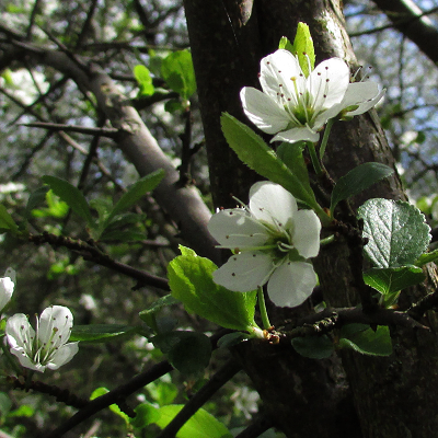 Blackthorn