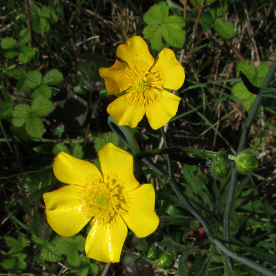 Meadow Buttercup