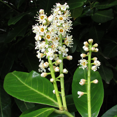Cherry Laurel