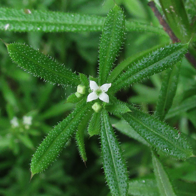 Cleavers