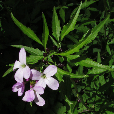 Coralroot