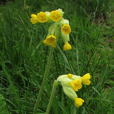 Cowslip