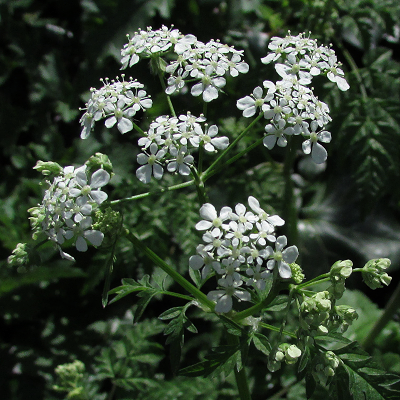 Cow Parsley