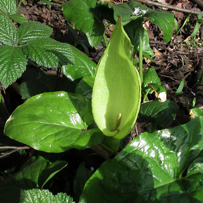 Cuckoo Pint