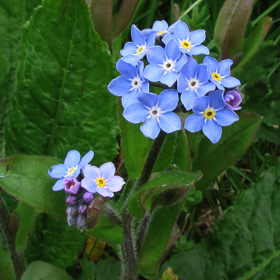 Forget-me-not