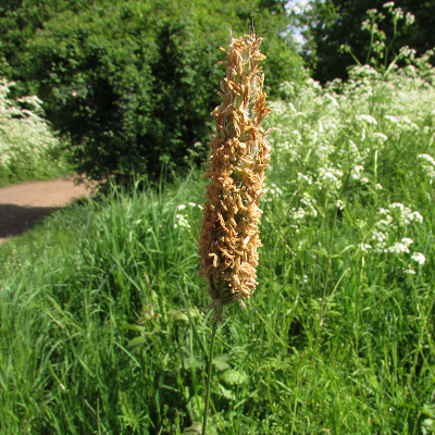 Foxtail