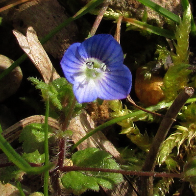 Field Speedwell