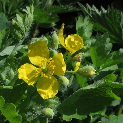 Greater Celandine