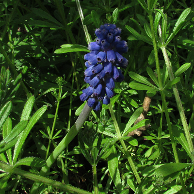 Grape Hyacinth