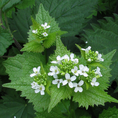 Garlic Mustard