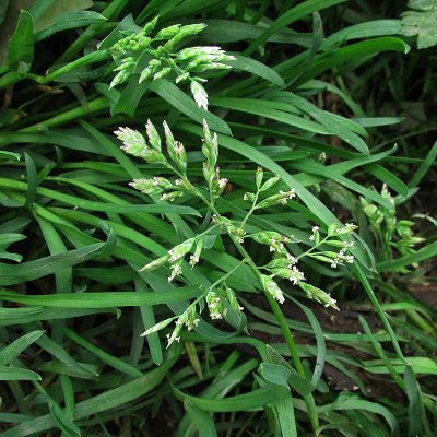 Meadow Grass