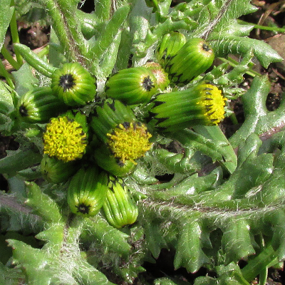 Groundsel