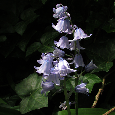 Hybrid Bluebell