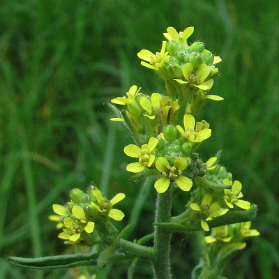 Hedge Mustard
