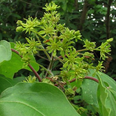 Field Maple