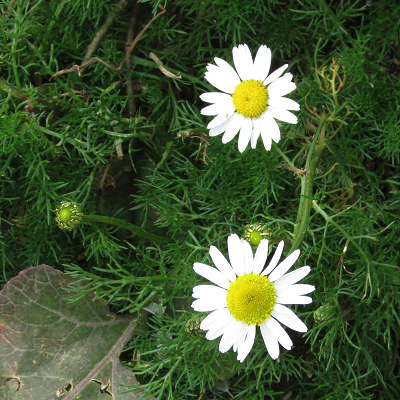 Mayweed