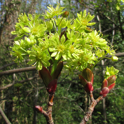 Norway Maple