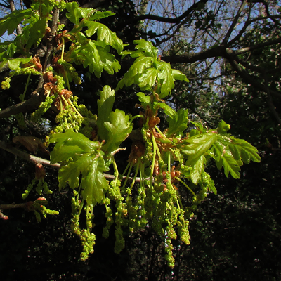 Oak
