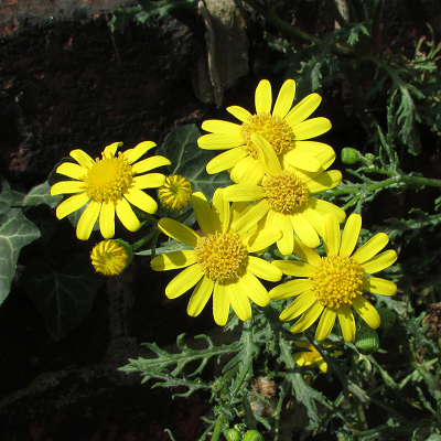 Oxford Ragwort
