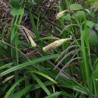 Pendulous Sedge