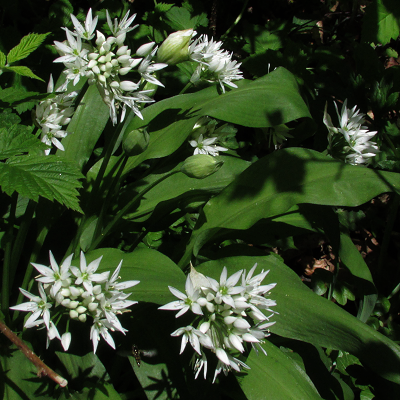 Ramsons
