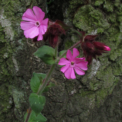 Red Campion
