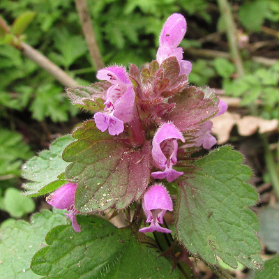 Red Dead-nettle