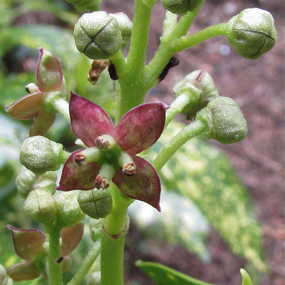 Spotted Laurel