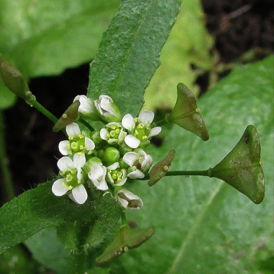 Shepherd's Purse