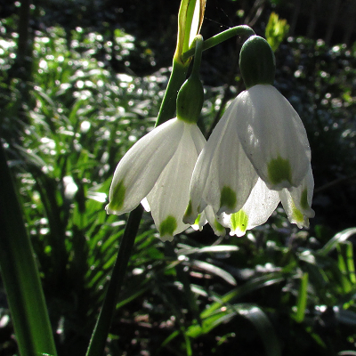 Summer Snowflake