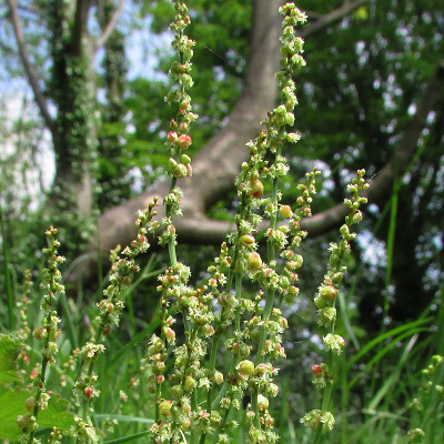 Sheep Sorrel