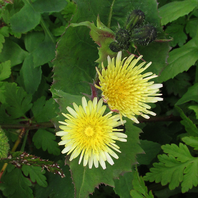 Smooth Sow-thistle