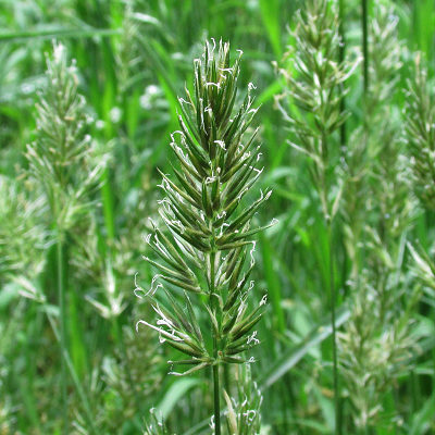 Sweet Vernal-grass