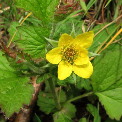 Wood Avens