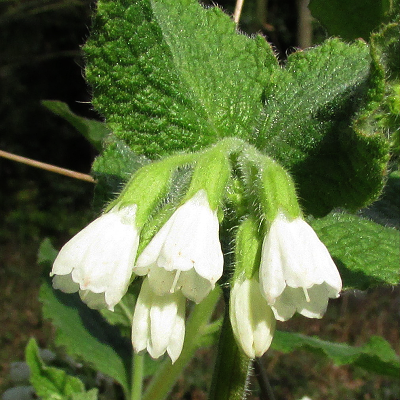 White Comfrey