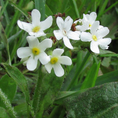 White Forget-me-not
