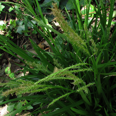 Wood Sedge