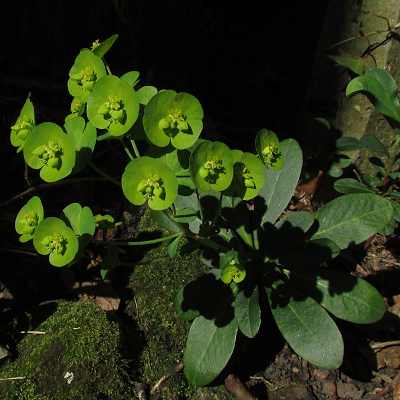 Wood Spurge