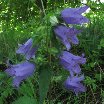 Nettle-leaved Bellflower