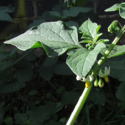 Black Nightshade
