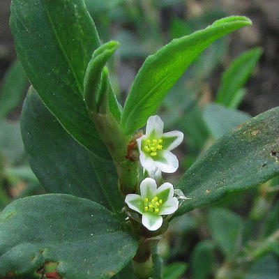 Equal-leaved Knotgrass