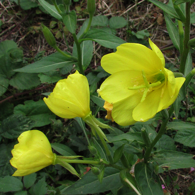 Evening Primrose