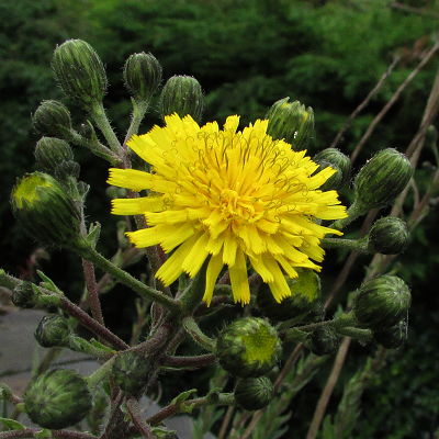 Hawkweed