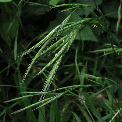 Hairy Brome