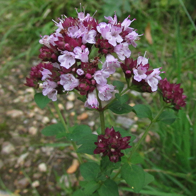 Wild Marjoram