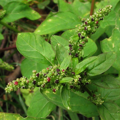 Many-seeded Goosefoot